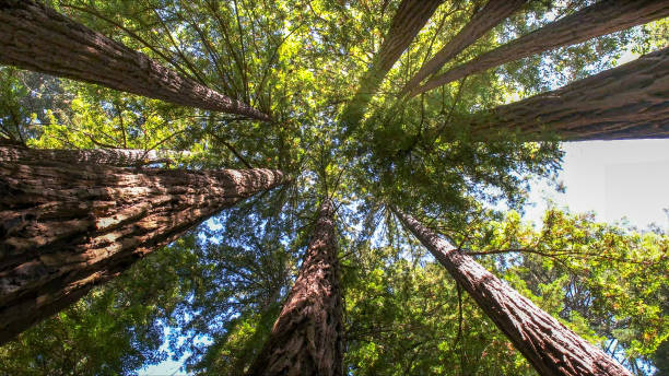 The Steps Involved in Our Tree Care Process in Gaston, SC